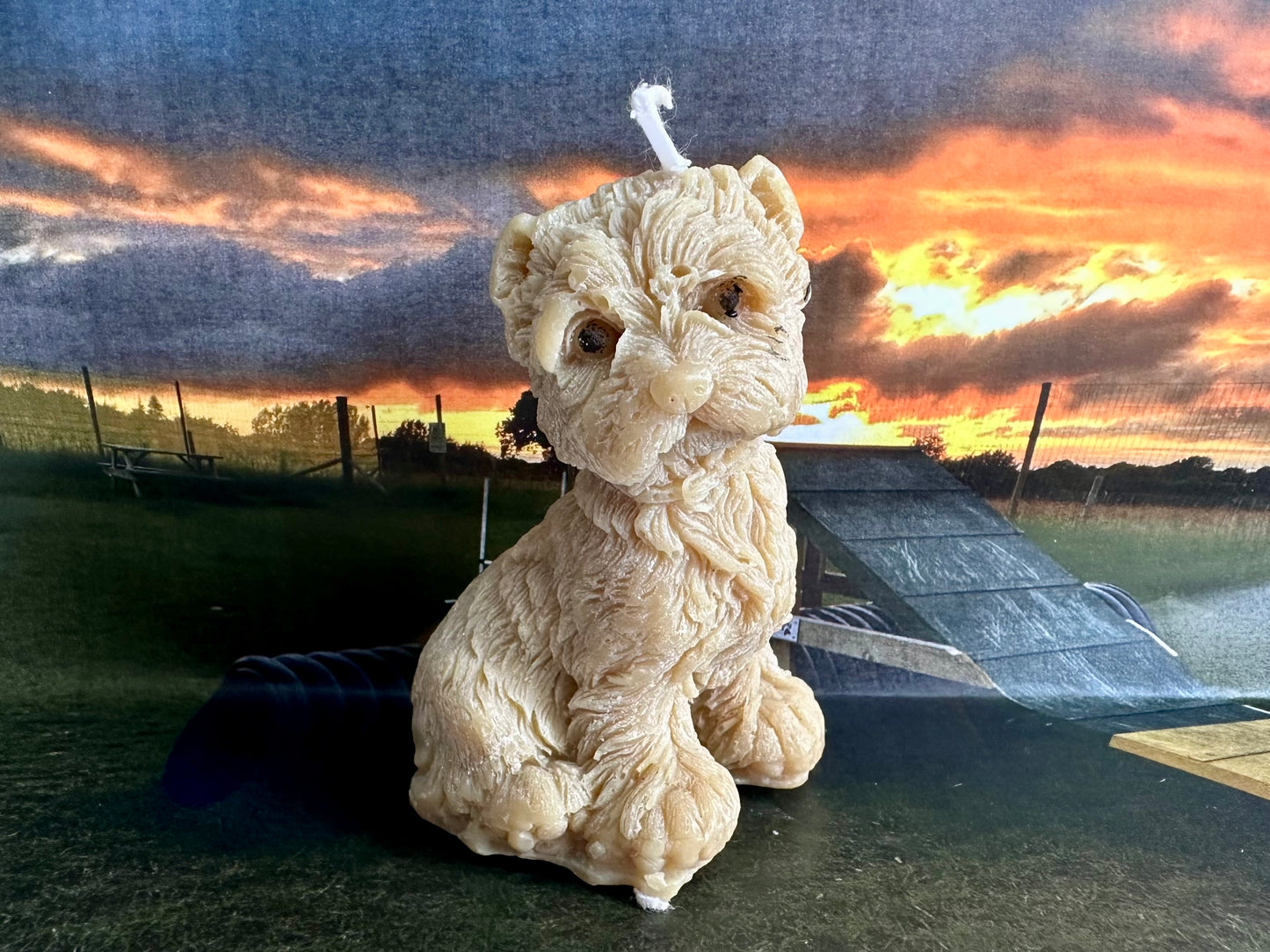 William the Westie