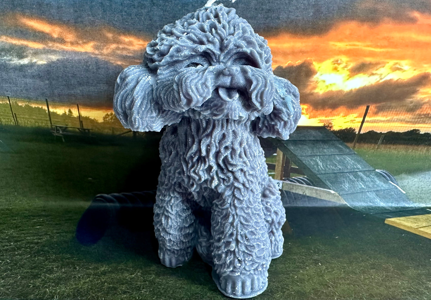 Daisy the Poodle